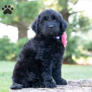 Beauty, Mini Goldendoodle Puppy